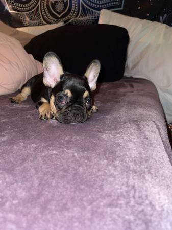 purebred French Bulldog