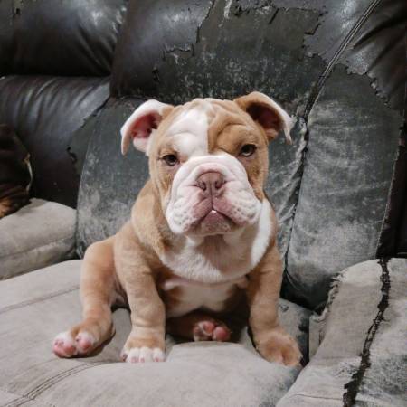 English bulldog rehoming