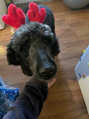 male neutered Goldendoodle