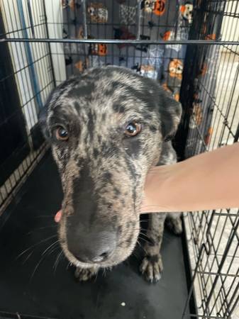 Catahoula/Australian Shepherd Mix