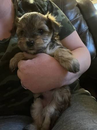 yorkiepoo puppy born 1-9-23