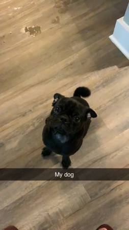 Rehoming purebred Pug