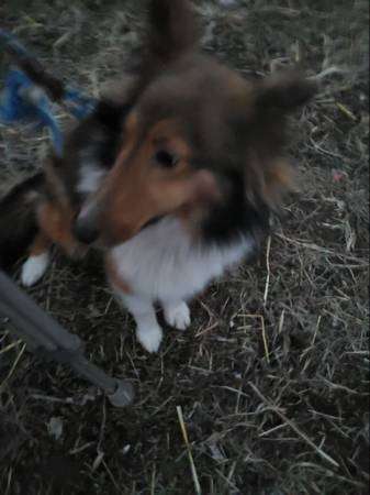 Shetland Sheepdog