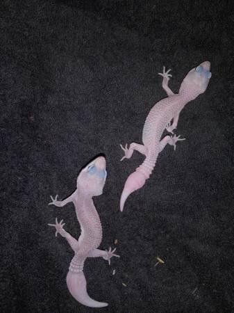 Juvenile Leopard Geckos