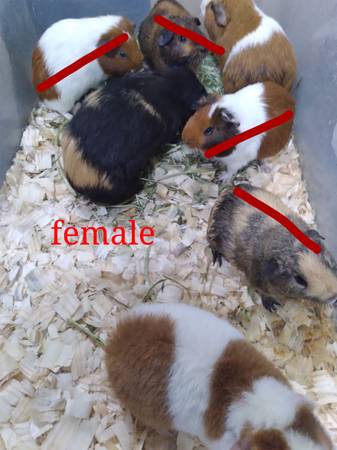 guinea pigs