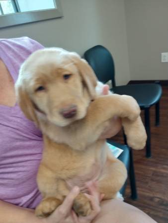 akc lab puppy (Dudley)