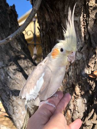 Friendly Budgies and Cockatiels