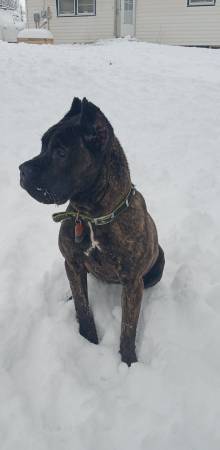 Female cane corso