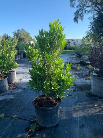 Japanese Blueberry trees