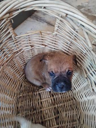 American bulldog puppies available now!