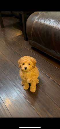 toy poodle