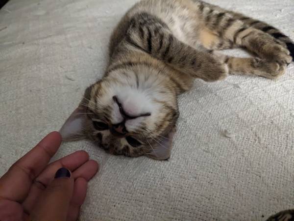 Hello, my name is Mig. 4 month old female kitten