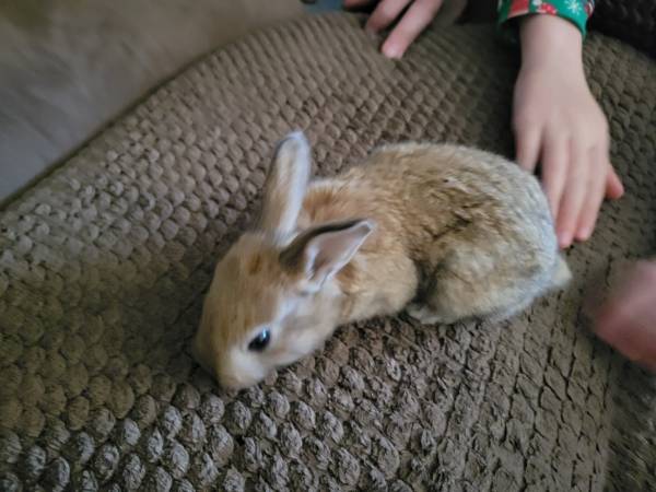 New Zealand Rabbits