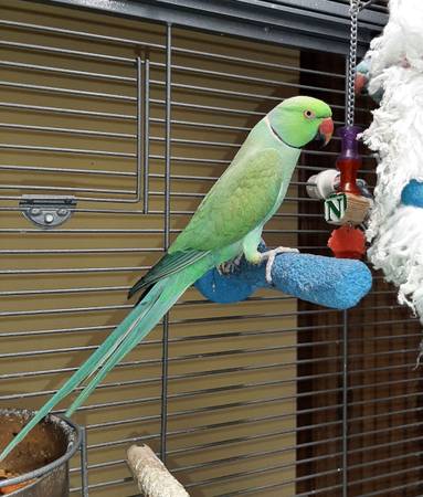 breeding pair of indian ringnecks