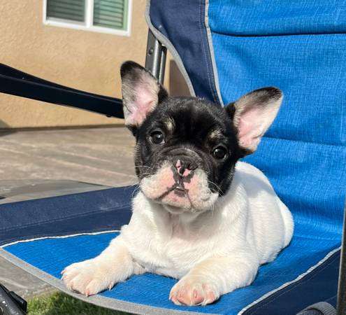 French bulldog