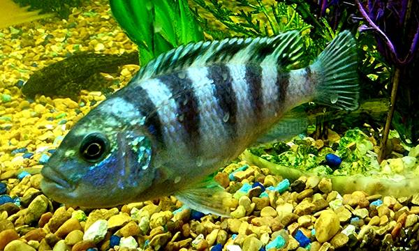 Rehoming African Cichlids