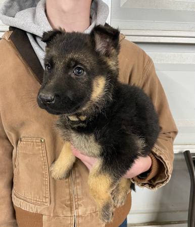 AKC German Shepherd females