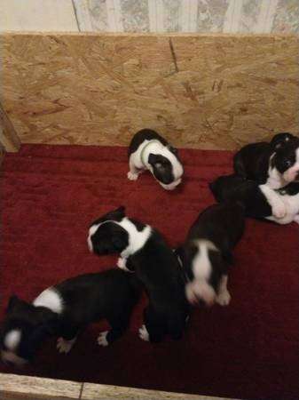 ckc Boston Terriers