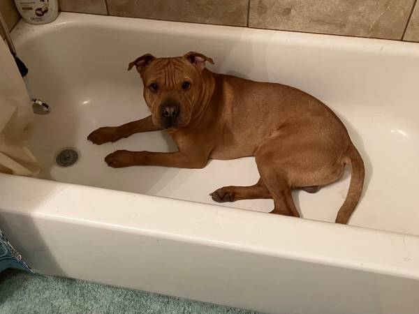 shar pei/pit mix