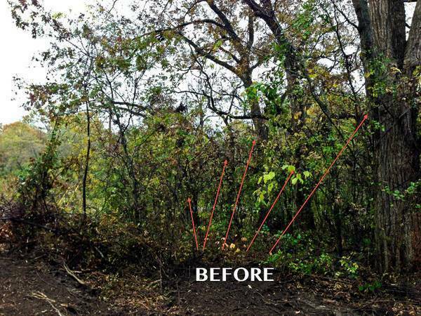 Land Clearing – Tree Trimming