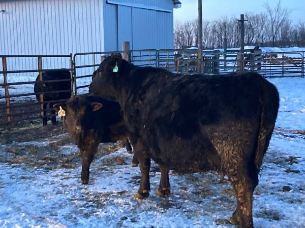 3 Cow calf pairs