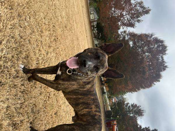 Brindle Dutch Shepherd Mix Needs to be rehomed