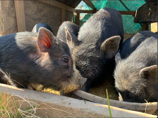 Vietnamese pot bellied pigs