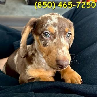 Toyyyyyy dachshunds Pups