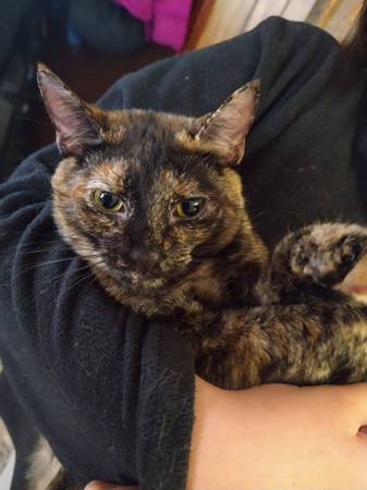 Tortoiseshell Cat