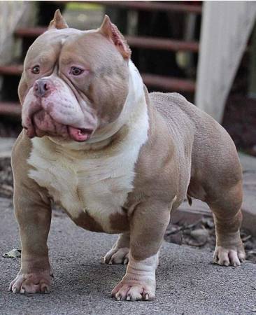 Male American Bully ABKC Rocko line