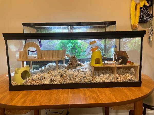 deluxe hamster setup