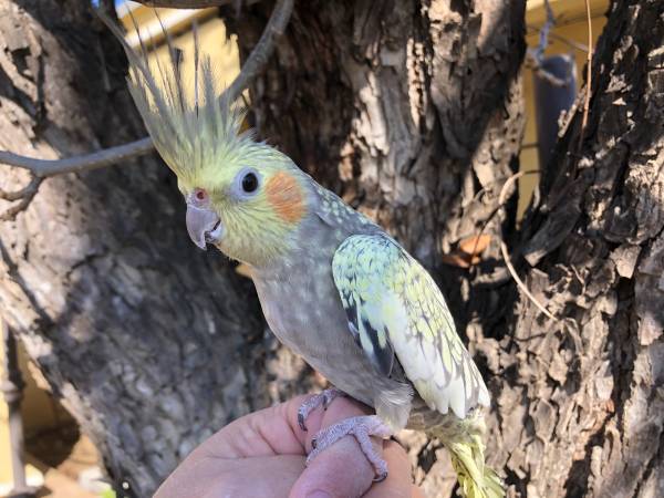 Friendly Budgies and Cockatiels