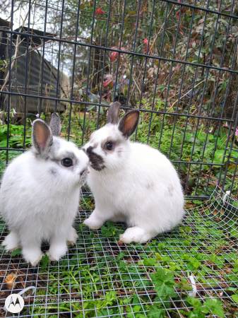 Netherland dwarf bucks