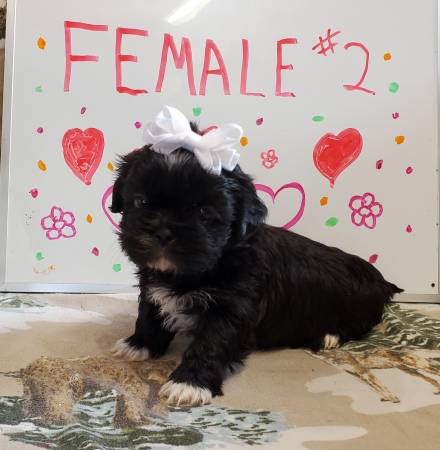 CKC REGISTERED SHIH TZU