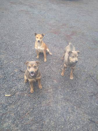 Three little rescue puppies