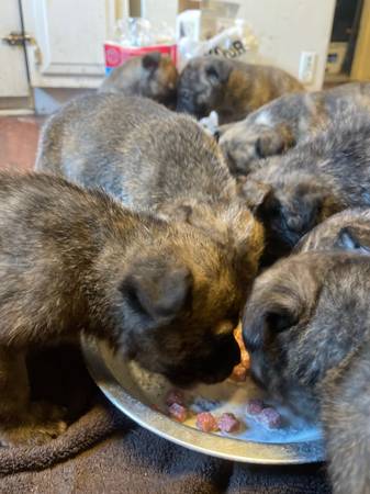 german shephard pit mix pups