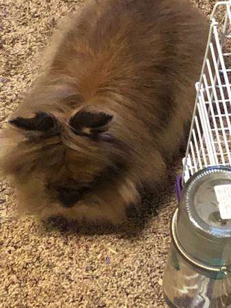 Lionhead rabbit