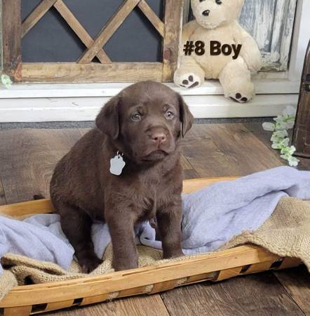 AKC Lab’s puppies