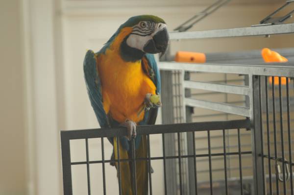 Blue and Gold Macaw.