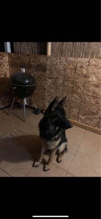 Male German Shepard