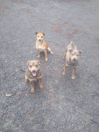 3 little rescue puppies