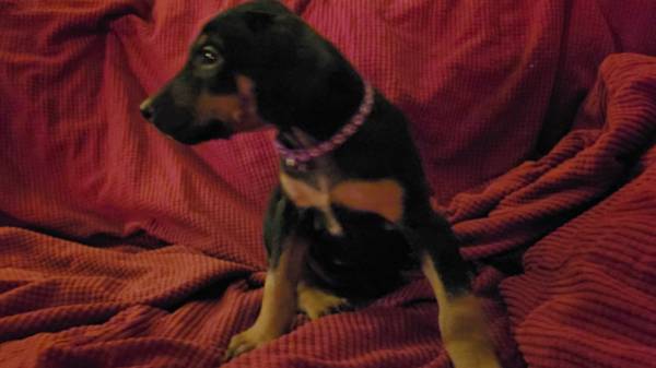 Rehoming Doberman Puppies