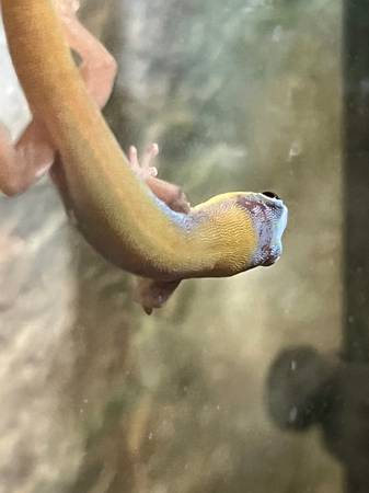 Hawiian Blue Day Gecko