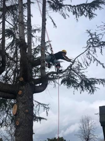 Tree service