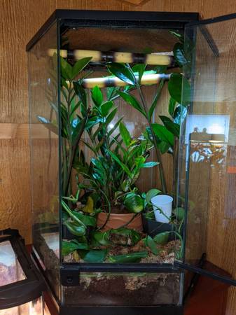 Terrariums and Geckos