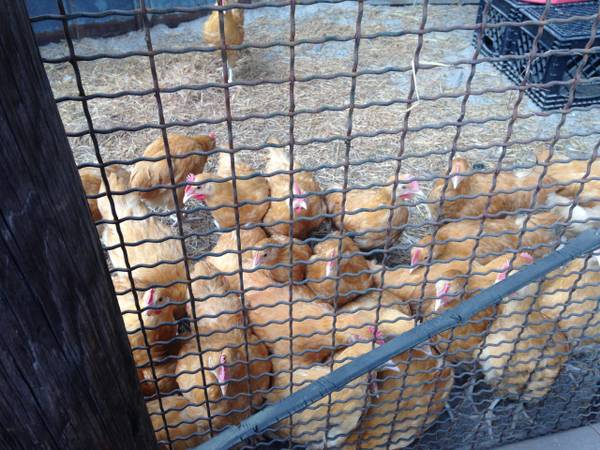 Buff Orpington Roosters