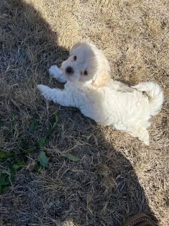 Rehoming seven week old multi poo puppy