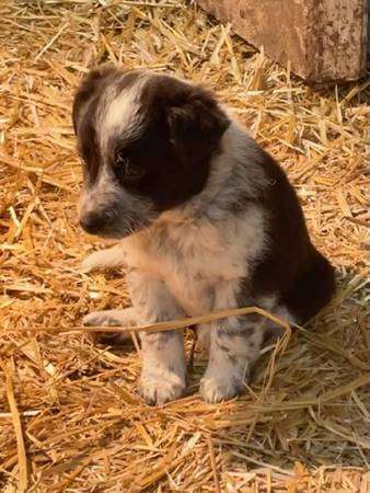 Border heeler