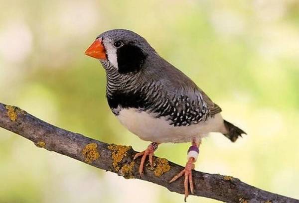 Black Cheek Zebra Finches