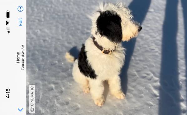 Sheepadoodle Puppy